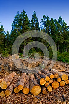 Pine tree felled for timber industry in Tenerife