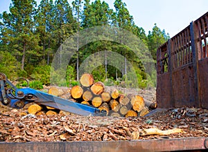 Pine tree felled for timber industry in Tenerife