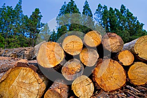 Pine tree felled for timber industry in Tenerife photo