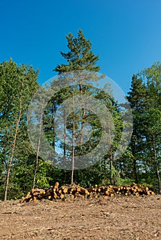 Pine tree felling in the forest, stacked trunks of cut trees. Uncontrolled deforestation