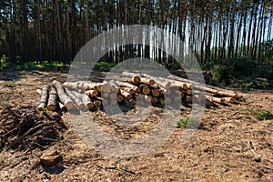 Pine tree felling in the forest, stacked trunks of cut trees. Uncontrolled deforestation