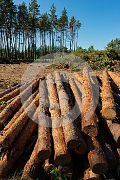Pine tree felling in the forest, stacked trunks of cut trees. Uncontrolled deforestation