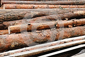 Pine tree fellings at sawmill. Timber industry photo