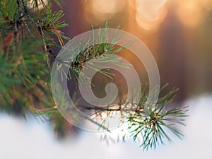 Pine Tree Fir Branch In The Winter Forest. Colorful Blurred Warm Christmas Lights In Background. Decoration, Design Concept