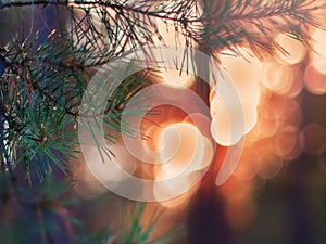 Pine Tree Fir Branch In The Winter Forest. Colorful Blurred Warm Christmas Lights In Background. Decoration, Design Concept With C