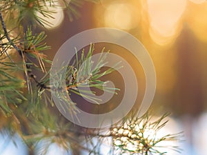 Pine Tree Fir Branch In The Winter Forest. Colorful Blurred Warm Christmas Lights In Background. Decoration, Design Concept With C