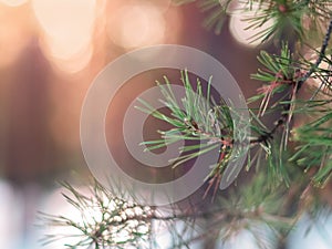 Pine Tree Fir Branch In The Winter Forest. Colorful Blurred Warm Christmas Lights In Background. Decoration, Design Concept With C
