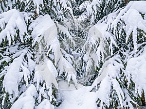 Pine tree fir branches covered with fresh white snow. Winter landscape