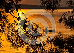 Pine tree and fisherman silhouette in sunset