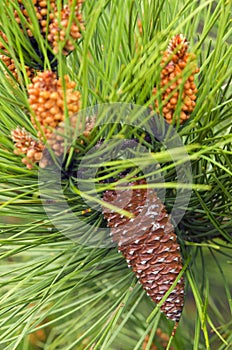 Pine tree flower in bloom