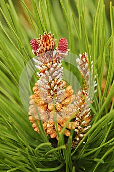 Pine tree flower in bloom