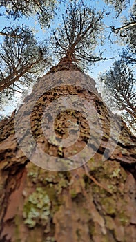 Pine tree focus from bottom