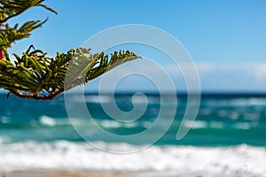 A pine tree in focus with the Port Noarlunga beach selectively b