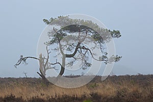 Pine tree in the fog on a cold winterday. photo