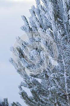 Pine tree foliage frosted