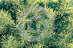 Pine tree in the foreground.