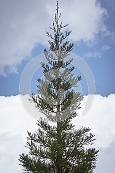 Pine tree in the foreground and blue sky with clouds in the background. Minimalist nature concept