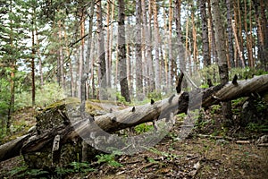 Pine tree forest