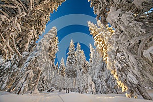 Pine Tree Forest