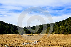 Pine tree forest