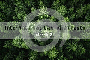 Pine tree forest from above, aerial, International Day of Forests, 21 march