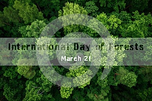 Pine tree forest from above, aerial, International Day of Forests, 21 march