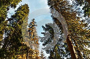 Pine tree forest against the blue sky with sun light in spring day