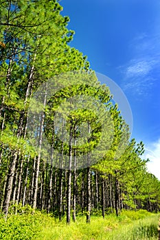 Pine Tree Forest And Blue Skies Portrait photo