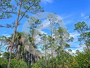 Pine tree forest in and blue sky landscape