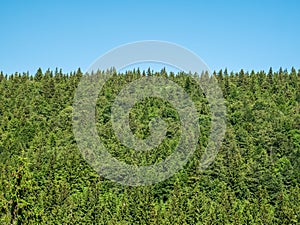 Pine tree forest in the Carpathian mountains against bright blue sky