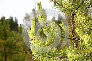 Pine tree in forest close up. Background