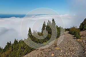 Pine tree forest with cloud inversion