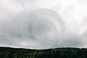 Pine tree forest on a cloudy day