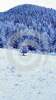 Pine Tree Forest Covered with Snow - Mountain Landscape in Winter