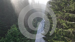 pine tree forest with a curvy country road on a fresh summer morning with mist and fog