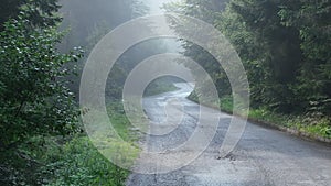 pine tree forest with a curvy country road on a fresh summer morning with mist and fog