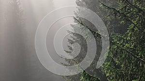 pine tree forest with a curvy country road on a fresh summer morning with mist and fog