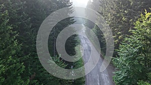 pine tree forest with a curvy country road on a fresh summer morning with mist and fog