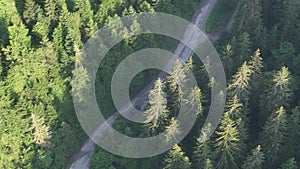 pine tree forest with a curvy country road on a fresh summer morning with mist and fog