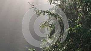 pine tree forest with a curvy country road on a fresh summer morning with mist and fog