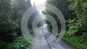 pine tree forest with a curvy country road on a fresh summer morning with mist and fog