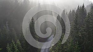 pine tree forest with a curvy country road on a fresh summer morning with mist and fog