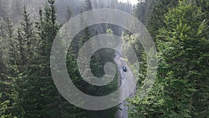 pine tree forest with a curvy country road on a fresh summer morning with mist and fog