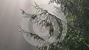 pine tree forest with a curvy country road on a fresh summer morning with mist and fog