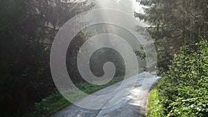 pine tree forest with a curvy country road on a fresh summer morning with mist and fog