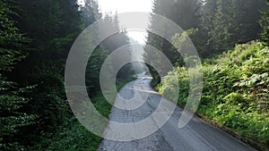 pine tree forest with a curvy country road on a fresh summer morning with mist and fog