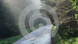 pine tree forest with a curvy country road on a fresh summer morning with mist and fog