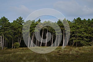 Pine tree forest edge from a distance