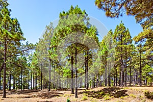 Pine tree forest in El Hierro photo