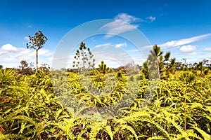 Pine tree forest and ferns